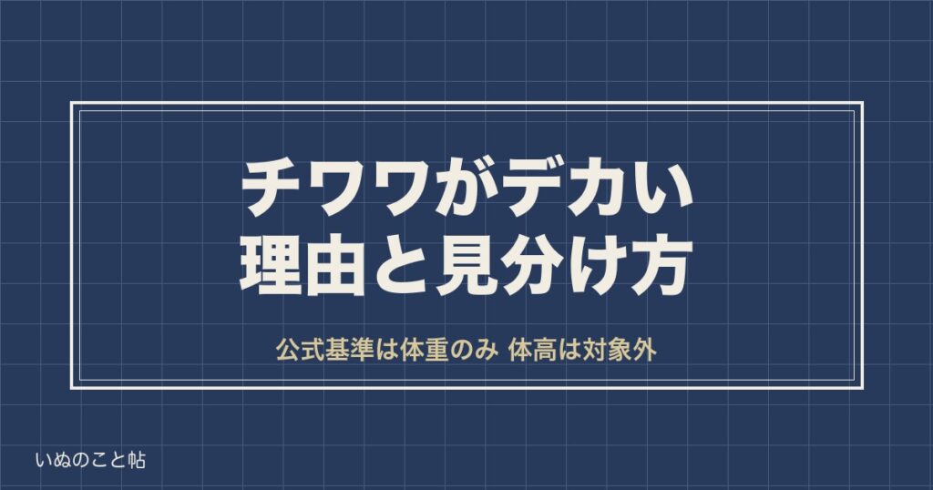 【3kg超えは異常ではない】チワワがデカい理由と骨格・脂肪の見分け方