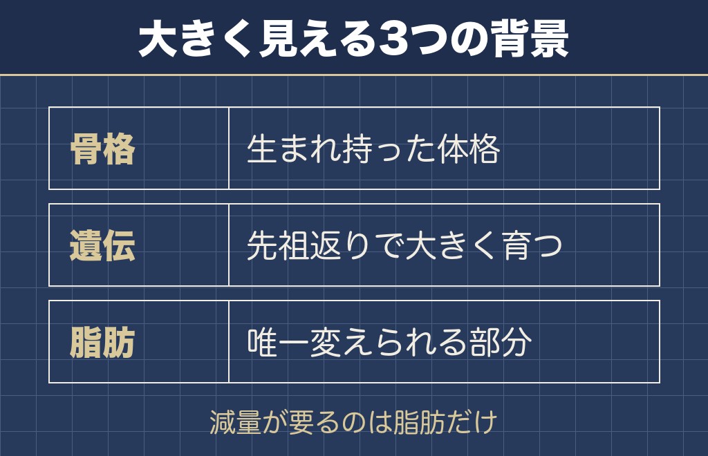 チワワがデカいと感じる理由は3つに分けられる