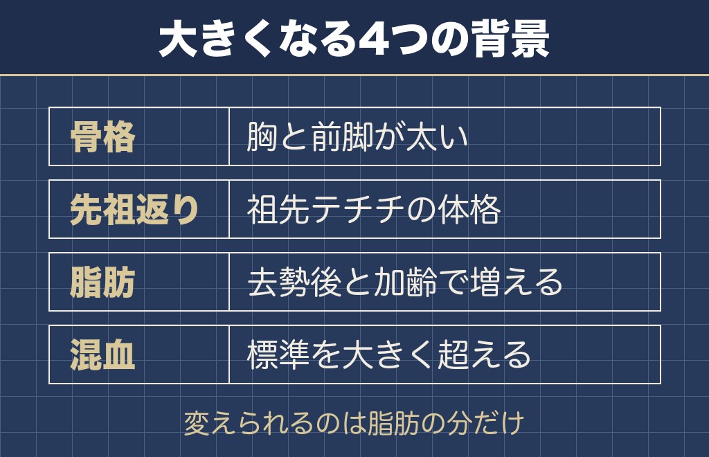 チワワが大きくなる背景は4つある