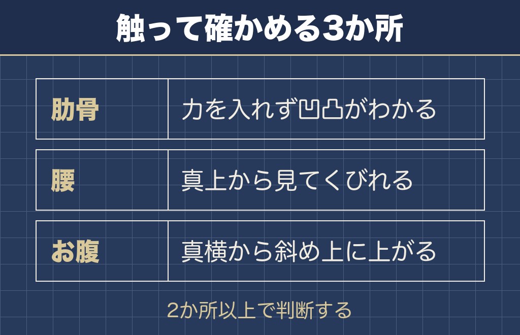 デカいチワワの骨格と脂肪は3か所を触ると見分けられる