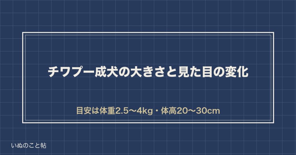 【思っていた顔と違う？】チワプー成犬の大きさ・見た目の変化を数字で整理