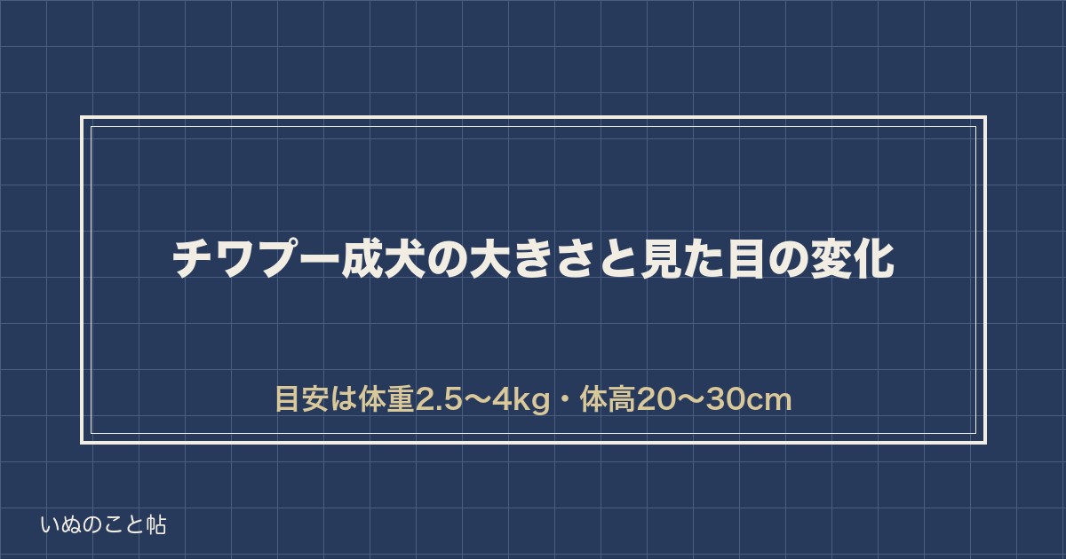 【思っていた顔と違う？】チワプー成犬の大きさ・見た目の変化を数字で整理