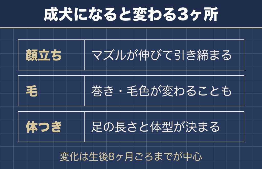 チワプー成犬になると変わる見た目は顔・毛・体つきの3つ