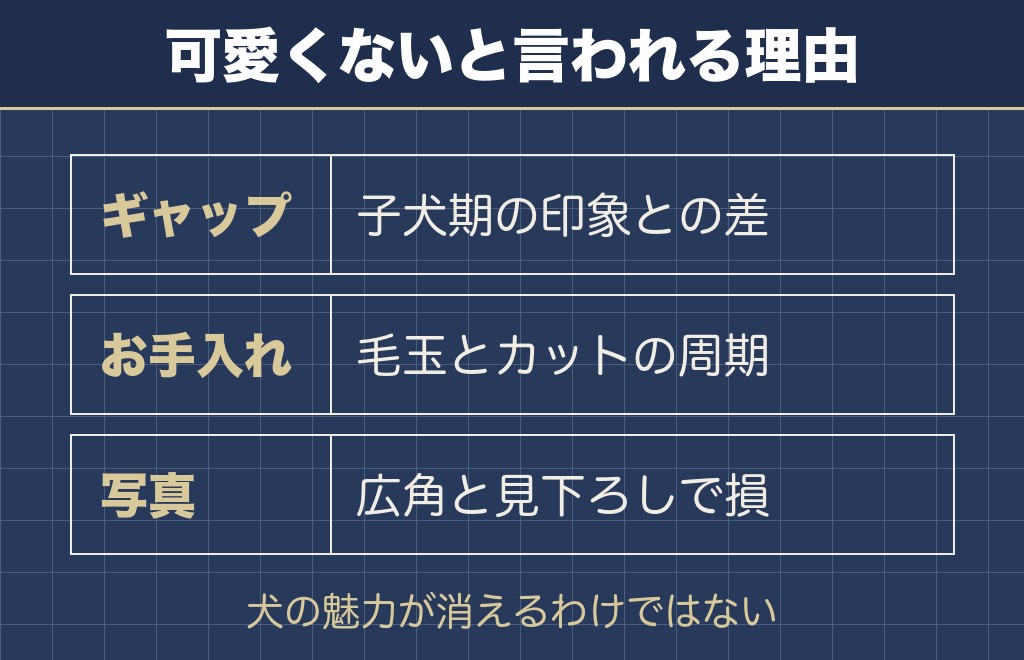 チワプー成犬が可愛くないと言われる理由は3つ