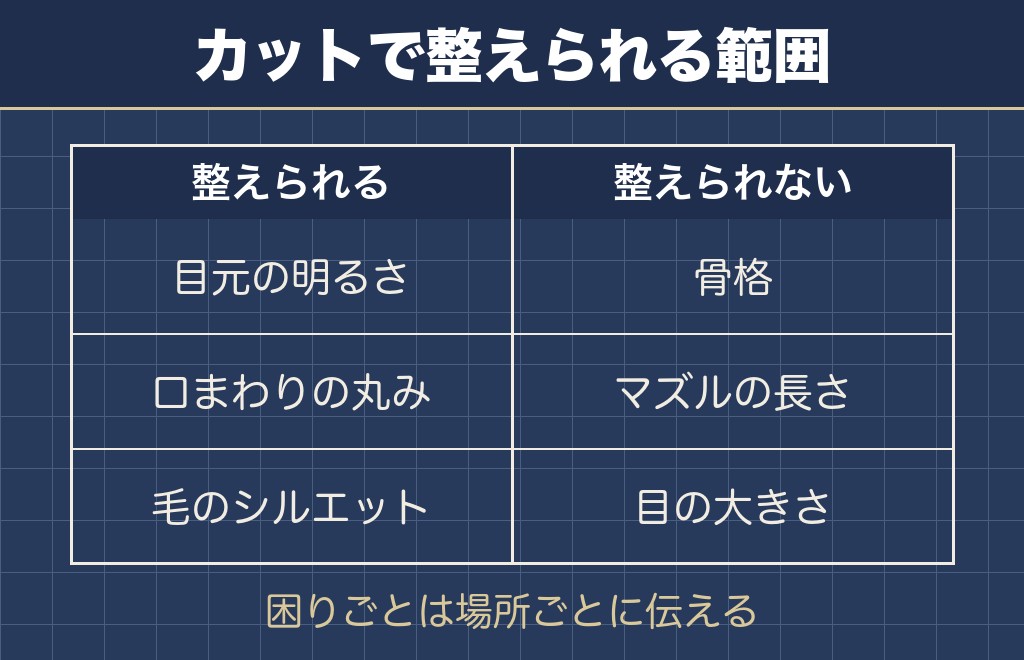チワプー成犬の見た目はお手入れで印象が大きく変わる