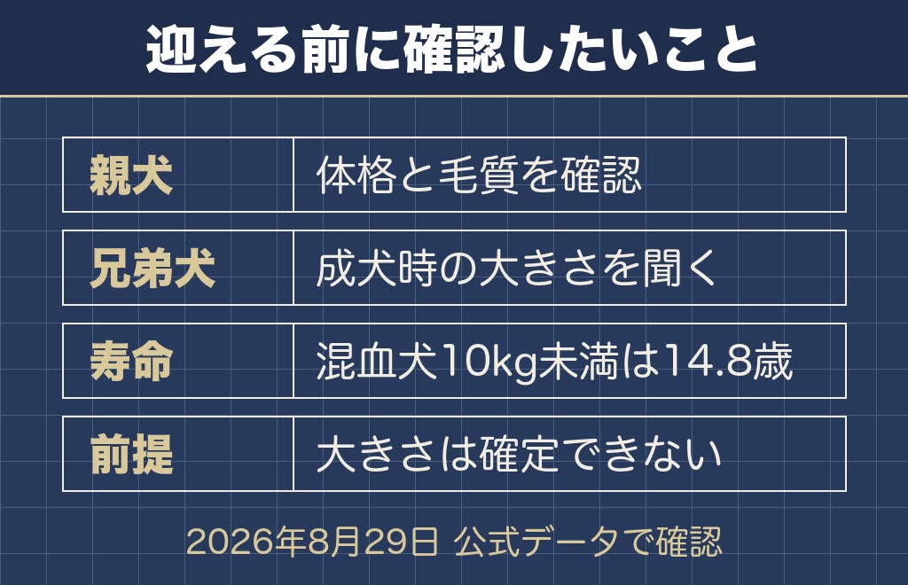 チワプーの成犬を迎える前に確認したいこと4つ