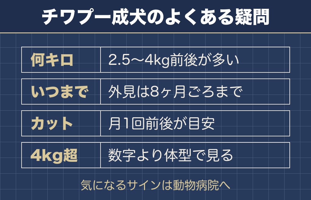 チワプー成犬に関するQ&A