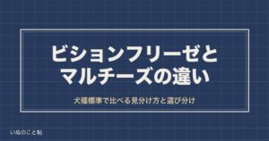 ビションフリーゼとマルチーズの違いは？見分け方や飼いやすさも