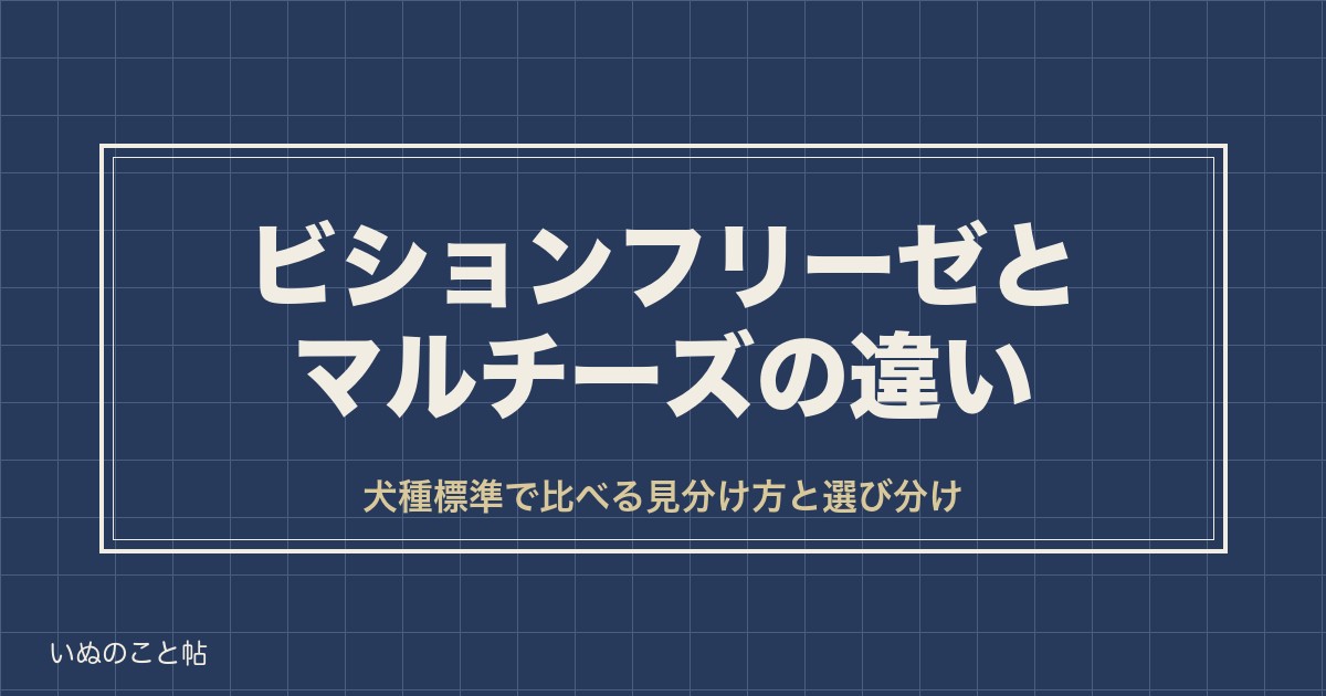 ビションフリーゼとマルチーズの違いは?見分け方や飼いやすさも