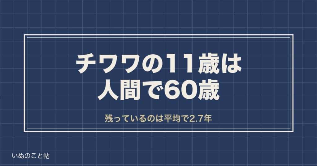 チワワの11歳は人間で60歳｜老犬の入り口と平均寿命との差