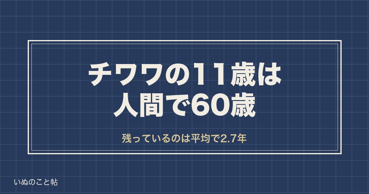 チワワの11歳は人間で60歳｜老犬の入り口と平均寿命との差