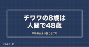 チワワの8歳は人間で48歳｜高齢犬の区切りと診療費の変わり目