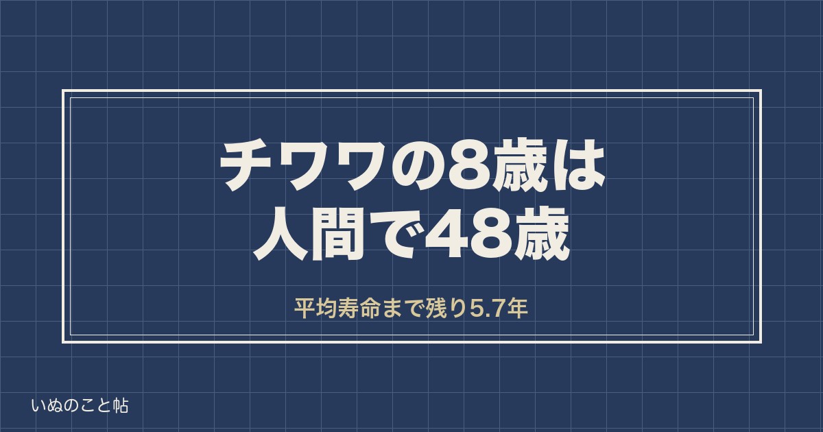 チワワの8歳は人間で48歳｜高齢犬の区切りと診療費の変わり目