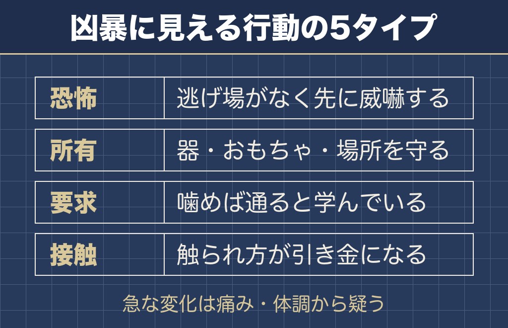 チワワの凶暴に見える行動は5つのタイプに分かれる