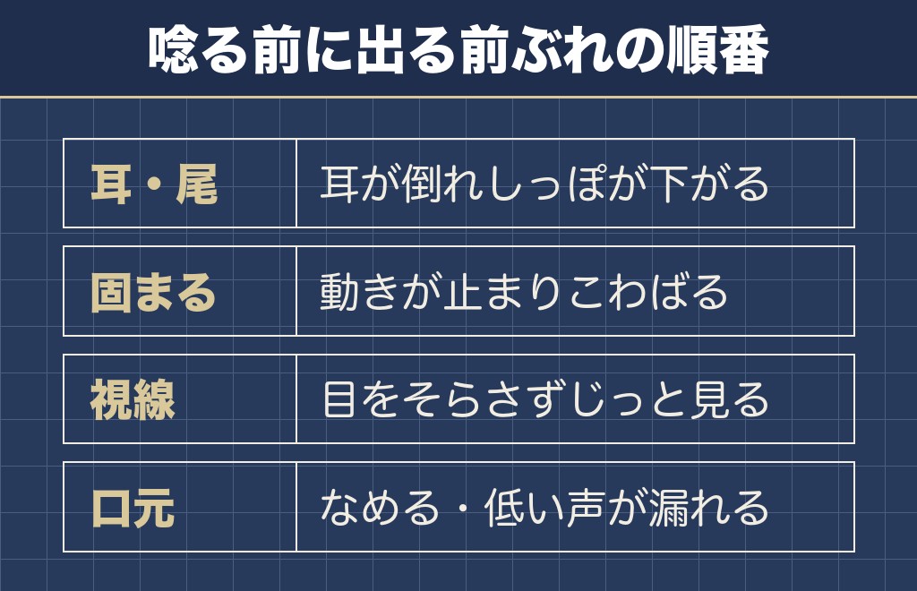 チワワの凶暴サインは体の動きに先に出る