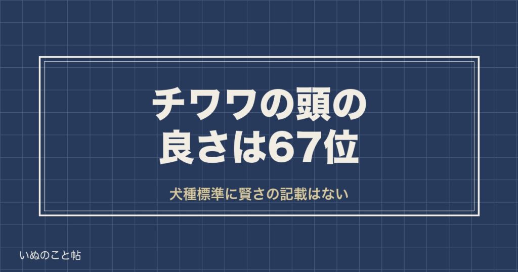 チワワの頭の良さは67位｜知能ランキングと人間で何歳かも