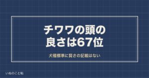 チワワの頭の良さは67位｜知能ランキングと人間で何歳かも