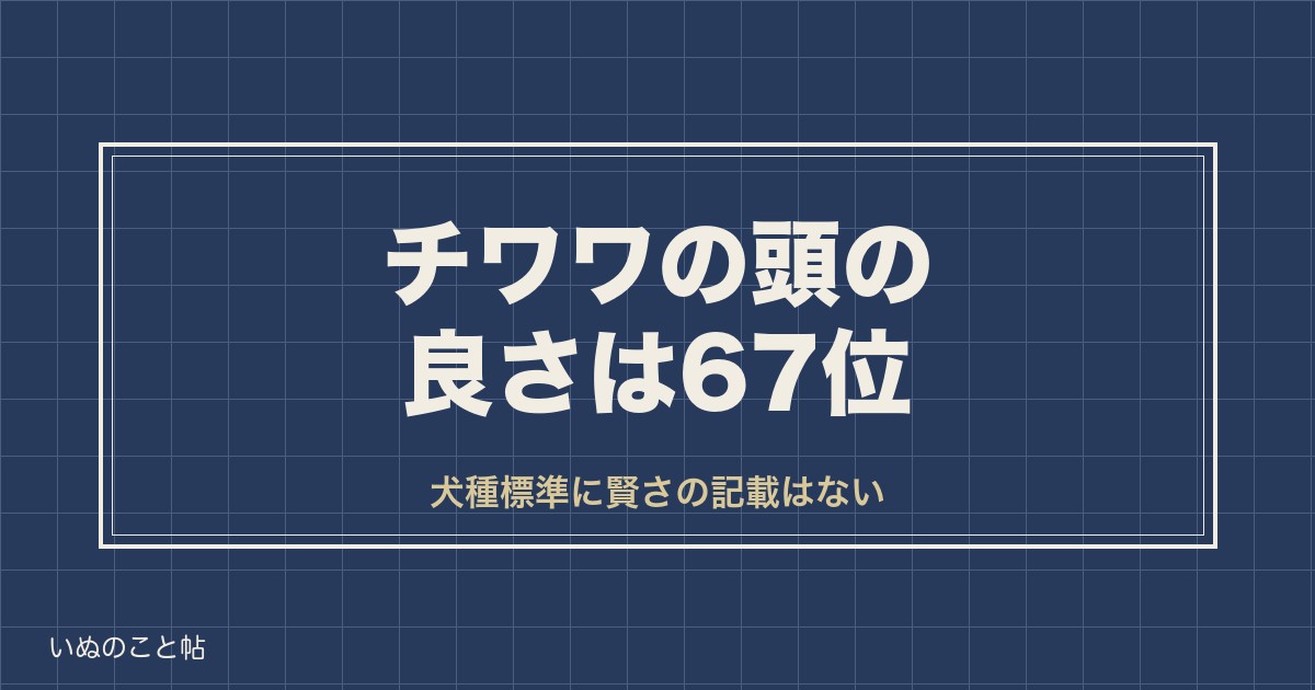 チワワの頭の良さは67位｜知能ランキングと人間で何歳かも