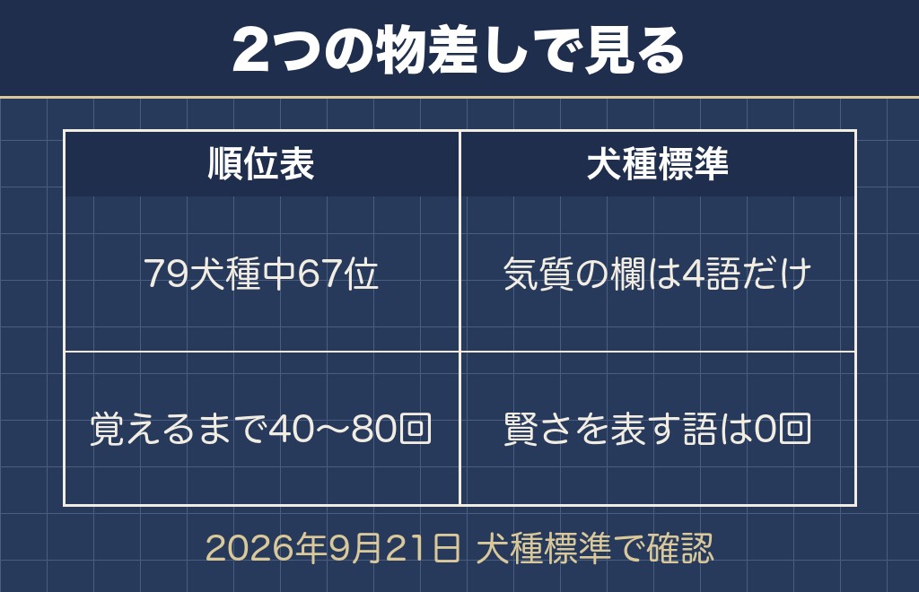 チワワの頭の良さは79犬種中67位