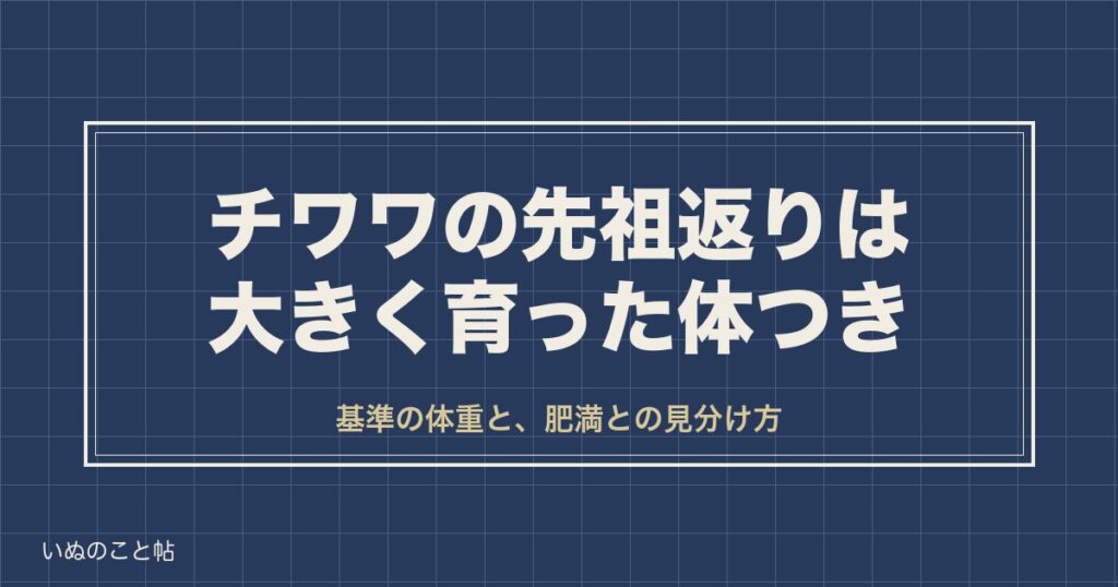 チワワの先祖返りとは？大きいチワワが生まれる理由や祖先も