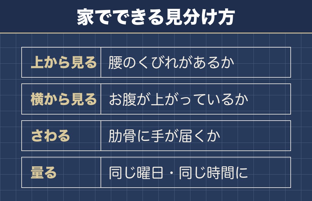 大きいチワワの目安は3キロ超、先祖返りと肥満の見分け方