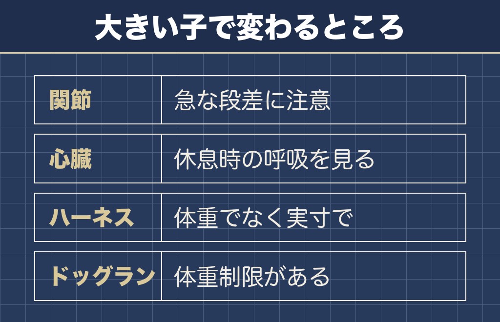 デカチワワの寿命と大きい子で気をつけたいこと