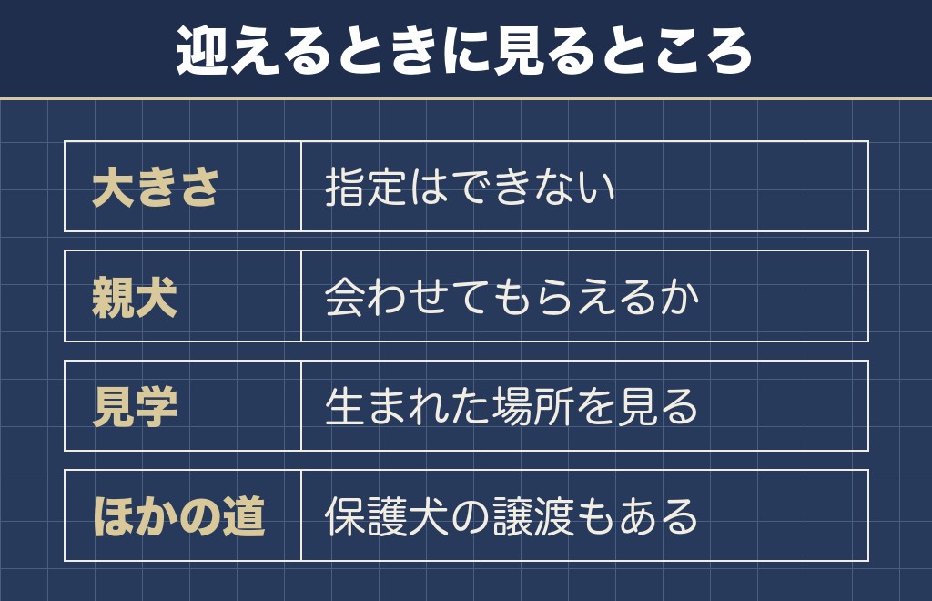 先祖返りのチワワをブリーダーから選ぶのは難しい