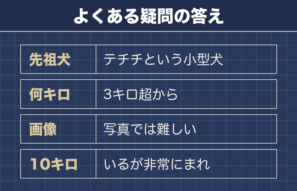 チワワの先祖返りに関するQ&A