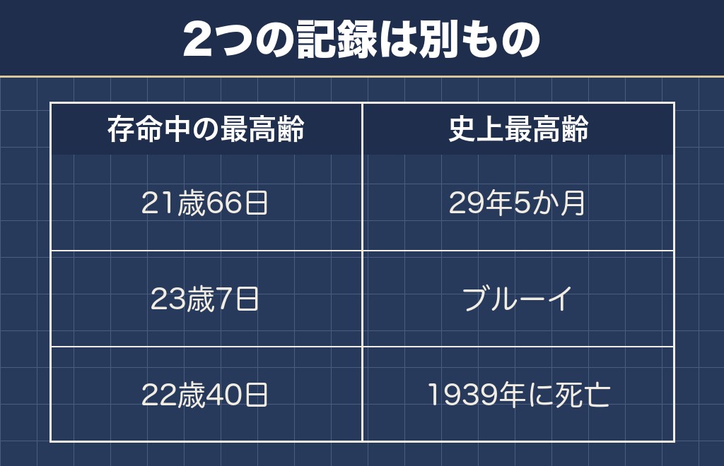 チワワ以外も含めた犬の最高齢記録は29年5か月