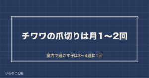 チワワの爪切りの頻度は月1〜2回｜黒い爪をどこまで切るかも