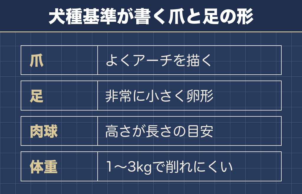 チワワの爪をどこまで切るかは犬種基準の言葉が手がかりになる