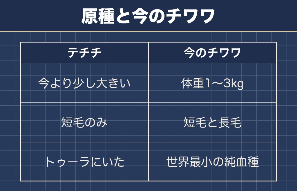 チワワの原種はテチチで品種改良前は今より大きい