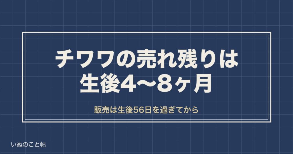 チワワの売れ残りは生後4〜8ヶ月｜販売価格と会える7つの場所