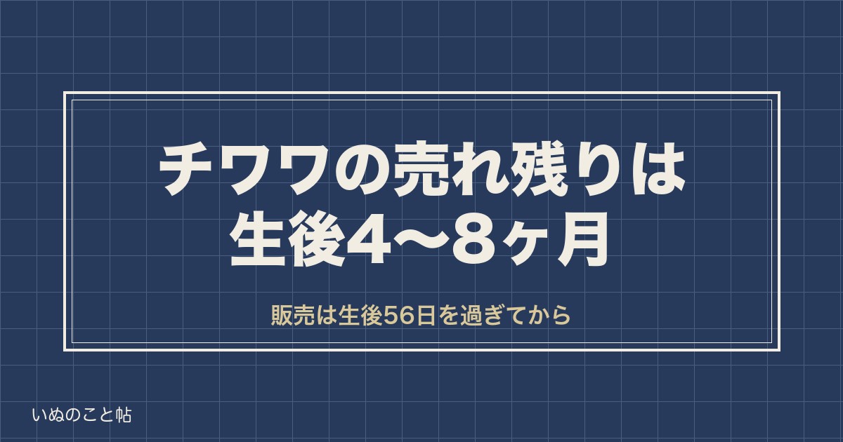 チワワの売れ残りは生後4〜8ヶ月｜販売価格と会える7つの場所