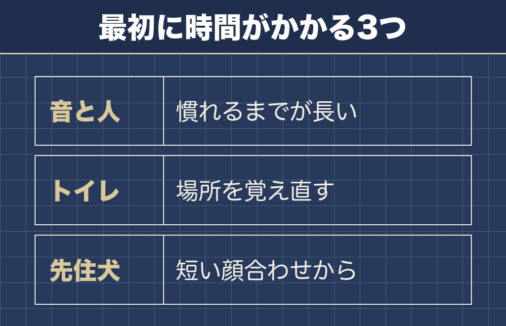 チワワの売れ残りを迎えたあとに起きやすいこと