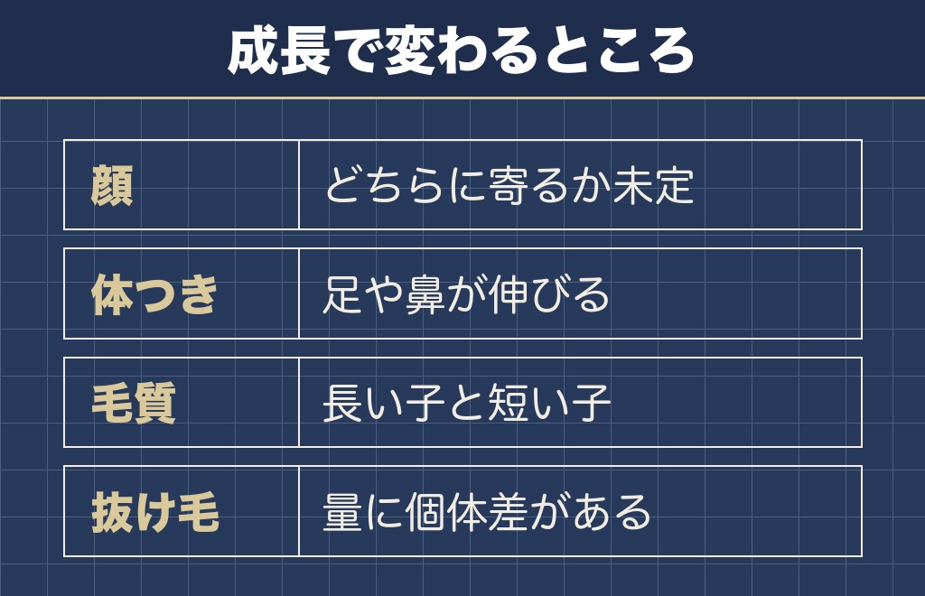 チワックスの見た目は成長とともに変わります