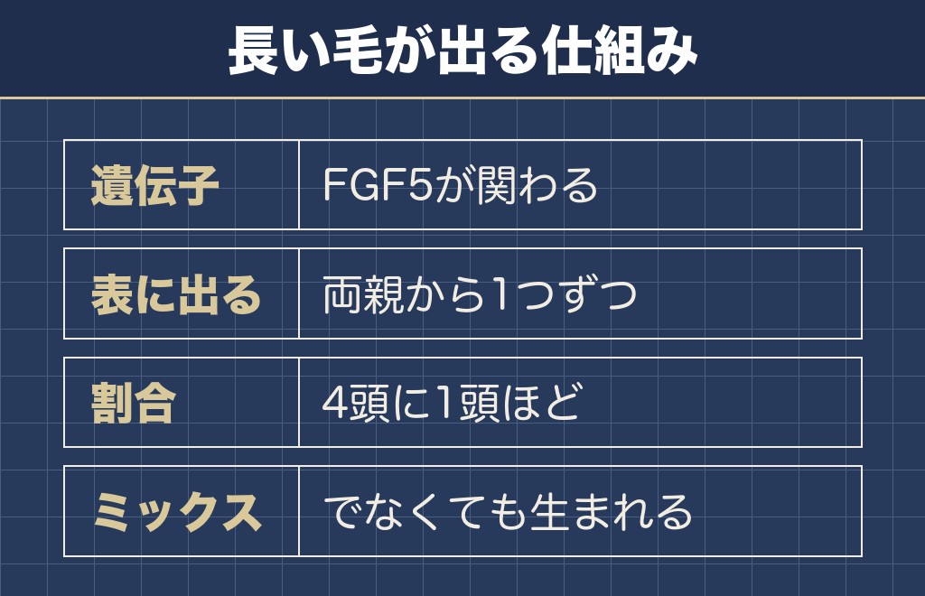 フラッフィーフレンチブルドッグがなぜ生まれるのかは劣性遺伝で説明できます