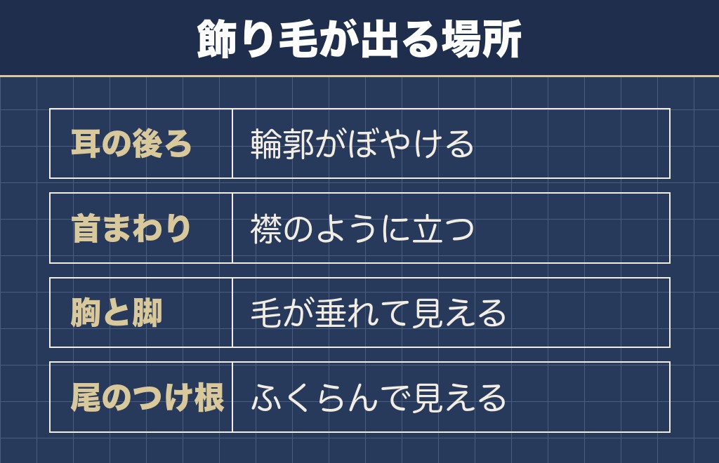 フラッフィーとは長い飾り毛が出たフレンチブルドッグのことです