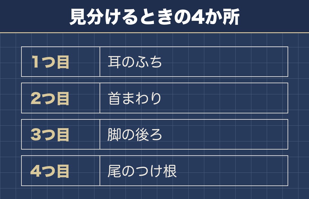 フラッフィーフレンチブルドッグの見分け方は毛の生え方で確かめます