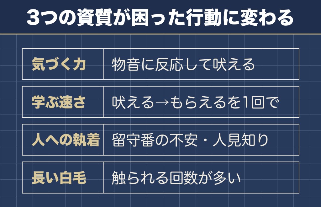 マルチーズが性格悪いと言われる場面は3つの資質の裏返し
