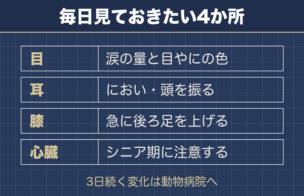 マルチーズの健康で見ておきたい場所と寿命の考え方