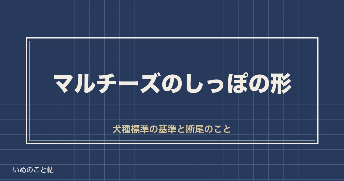 マルチーズのしっぽは大きな1つのカーブが基準？断尾や巻き尾も