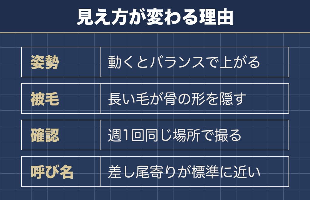 マルチーズのしっぽが上向きや巻き尾に見えるのは個体差です