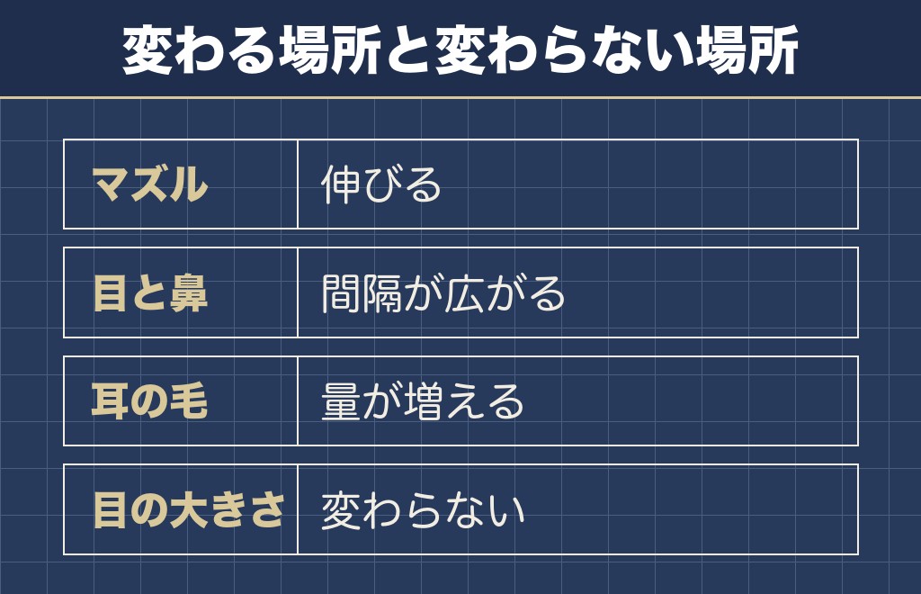 大人のマルプーは顔つきが3か所変わる