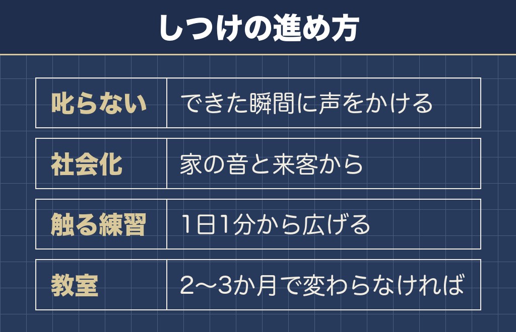 豆柴のしつけが難しいといわれる理由と進め方