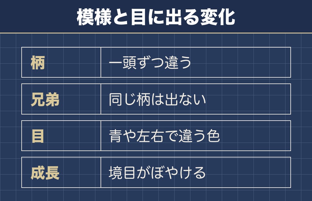 シルバーダップルの模様とブルーアイが出る理由