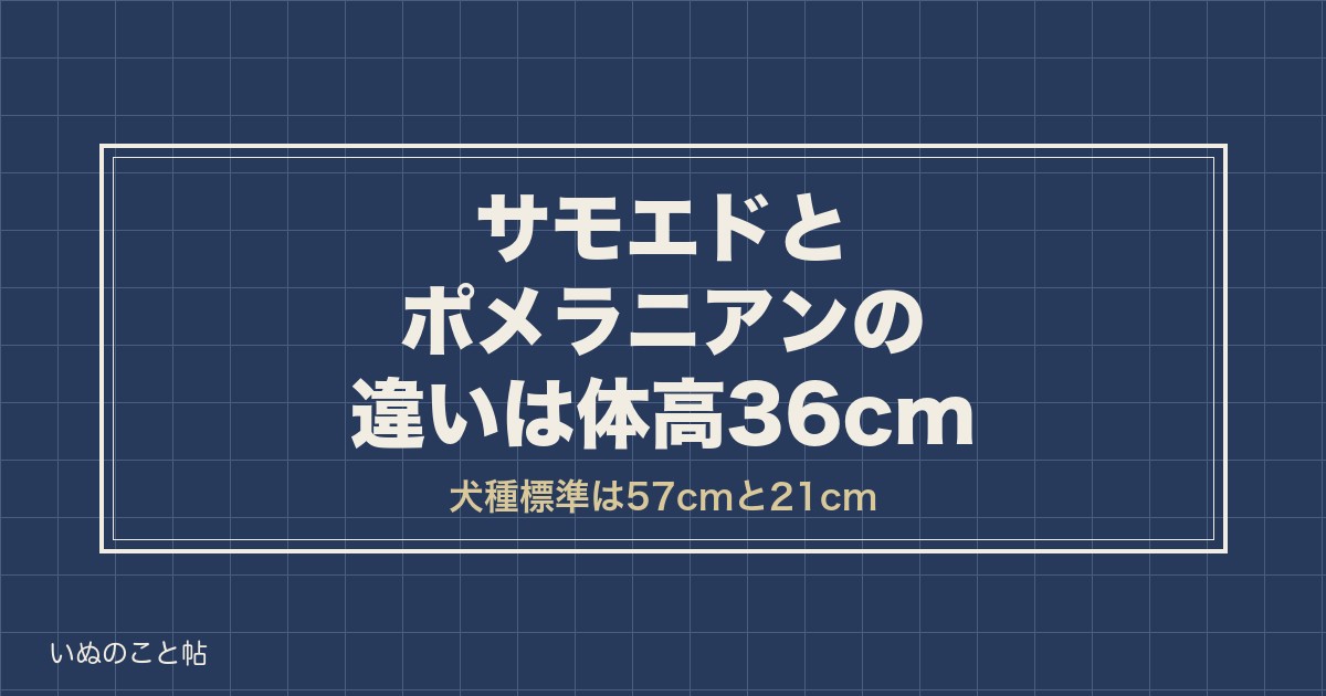 サモエドとポメラニアンの違いは大きさ？似てる理由や性格も