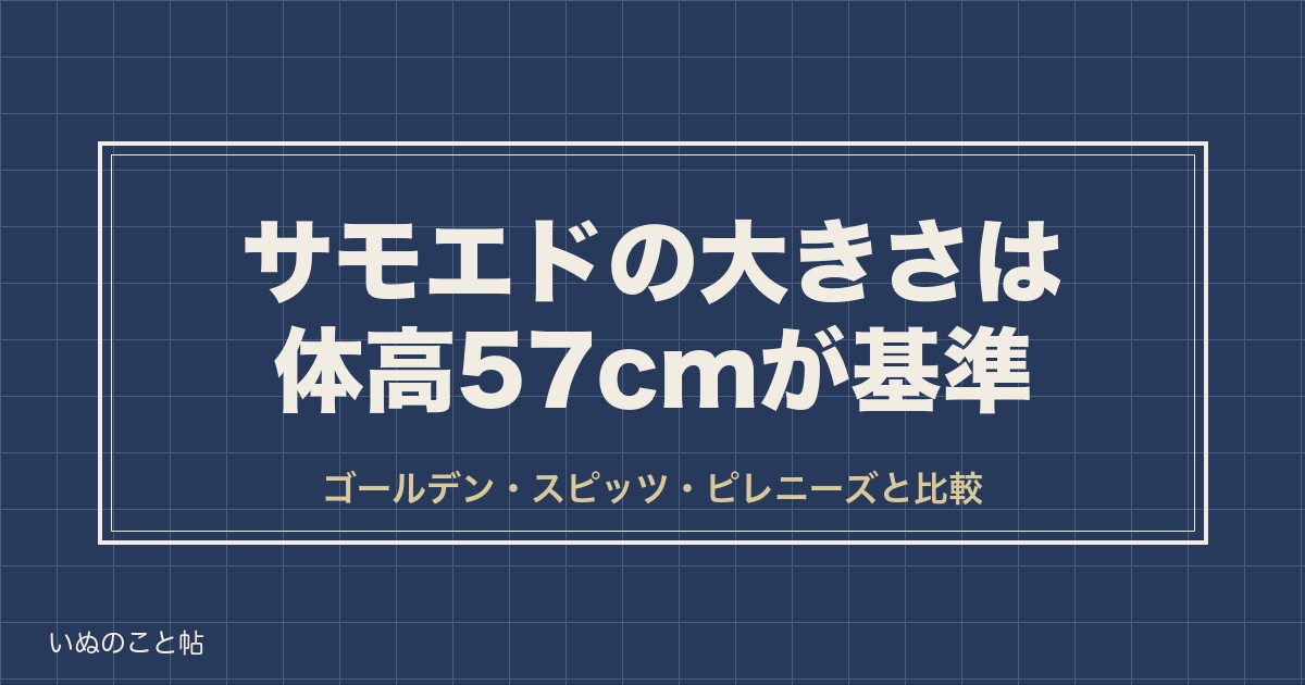サモエドの大きさは体高57cm|ゴールデンレトリバーとの比較も