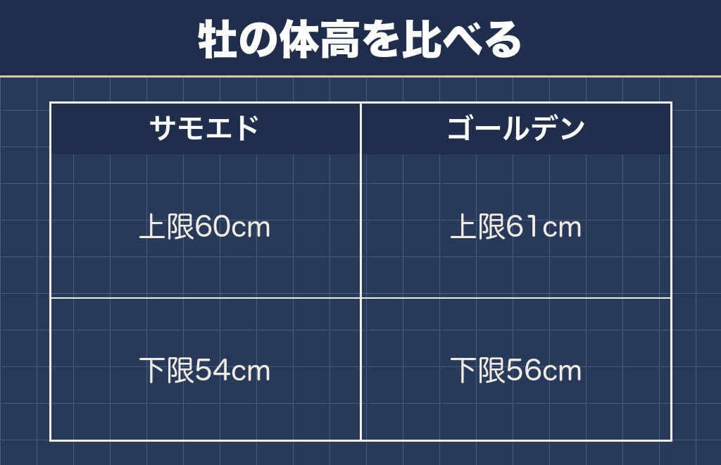 サモエドとゴールデン・レトリーバーの大きさはほぼ同じ