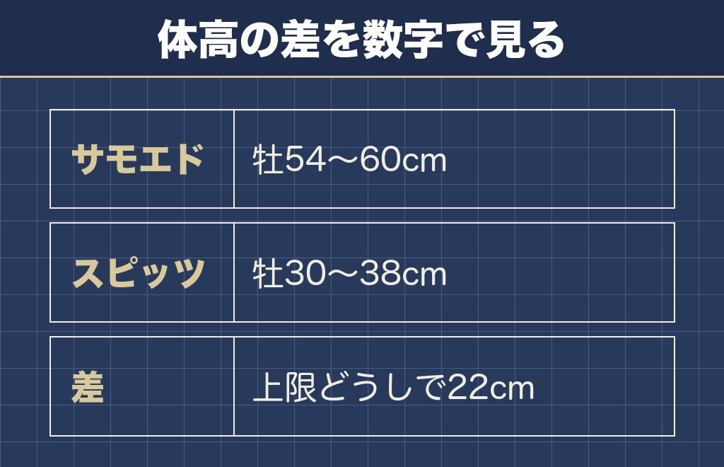 サモエドと日本スピッツの大きさは20cm以上違う